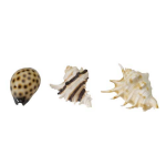 EBI AQUA DELLA tengeri kagyló 8,5-10cm 1db