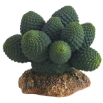 HOBBY Kaktusz Atacamma 7 cm